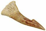 Fossil Sawfish (Onchopristis) Rostral Barb - Morocco #273351-1